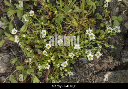 Sandwort Arenaria ciliata, frangé, en fleurs à haute altitude, Alpes Françaises. Banque D'Images