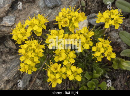 Whitlowgrass, Draba aizoides jaune, en fleurs à haute altitude, Alpes Françaises. Banque D'Images