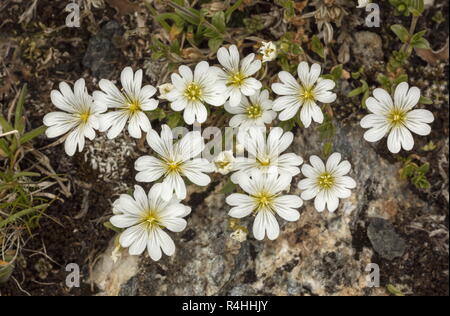 Souris de champ-auriculaire, Cerastium arvense, dans sa forme alpine, le Col de l'Iseran, Alpes Françaises. Banque D'Images