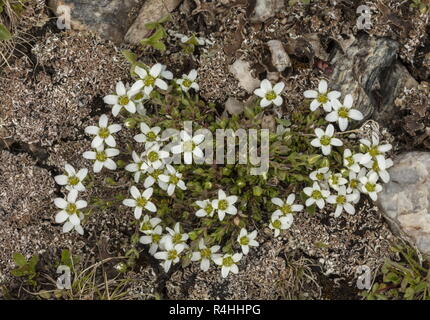 Sandwort Arenaria ciliata, frangé, en fleurs à haute altitude, Alpes Françaises. Banque D'Images