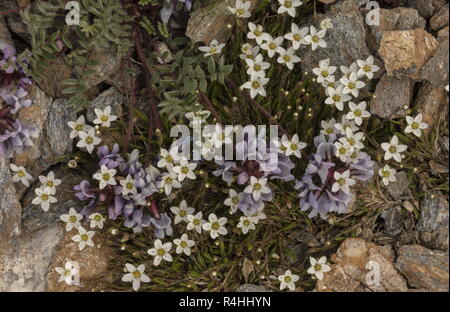 Astragale suisse, Oxytropis helvetica et Printemps Sandwort, Minuartia verna en fleurs haut dans le Parc National de la Vanoise, Alpes Françaises. Banque D'Images