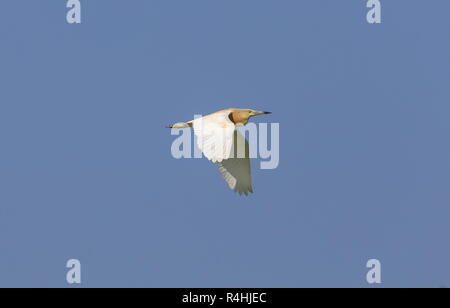 Crabier chevelu Ardeola ralloides, adultes, en vol, au sud de la France. Banque D'Images