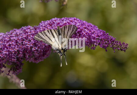 Les rares Swallowtail butterfly, Iphiclides podalirius, se nourrissant de fleurs de Buddleia. Banque D'Images