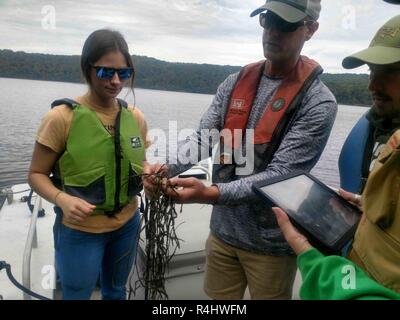 La semaine dernière, no BuffaloDistrict est associé avec le U.S. Army Corps of Engineers, Raystown Lake​ College​ Juniata et les étudiants de mener une vaste enquête sur le lac de plantes aquatiques avec l'accent sur (Hydrilla verticillata hydrilla), une plante aquatique envahissante. Banque D'Images