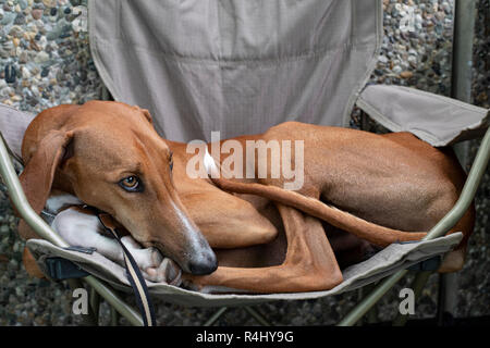 Sahara occidental l'Azawakh chien avec le bout de la queue blanc couché dans une chaise de camping. Banque D'Images