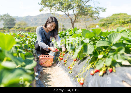 Woman picking strawberry Banque D'Images