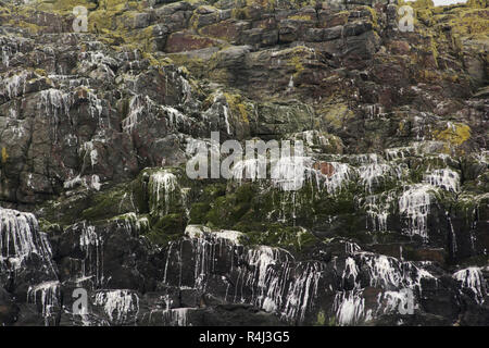 Les fientes de guillemots sur un rocher face à St Abbs Head, Scottish Borders, UK Banque D'Images