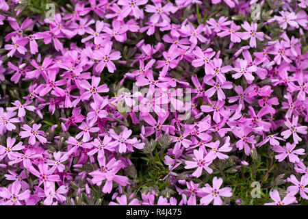 Aubrieta cultorum - petites fleurs rose ou violet Banque D'Images