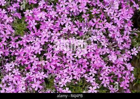 Aubrieta cultorum - petites fleurs rose ou violet Banque D'Images