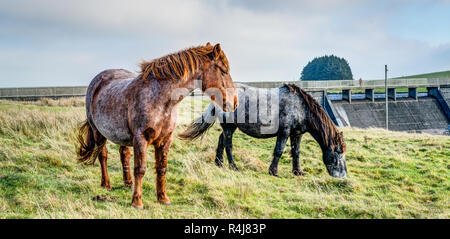 La Lande de Bodmin colorés deux poneys au réservoir Crowdy, Cornwall, au début de l'hiver, les deux parcourt près du barrage sur une saine alimentation, de l'herbe. Banque D'Images