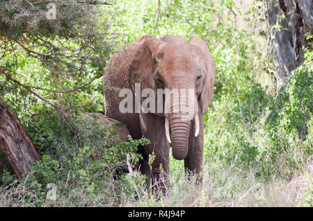 Les jeunes à pied d'éléphant dans la savane Banque D'Images