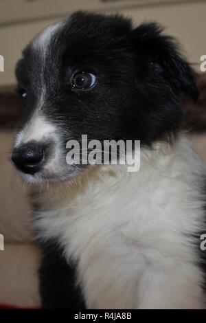 Une vieille de huit semaines, pedigree, Border Collie puppy Banque D'Images