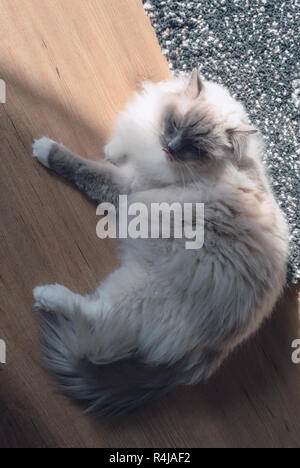 Vue de dessus sur ragdoll allongé sur un marbre avec la lumière du soleil Banque D'Images