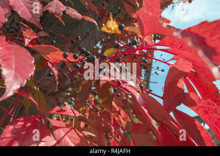 Vue rapprochée de vigne vigne et des petits fruits à la saison d'automne avec de belles feuilles rouges Banque D'Images