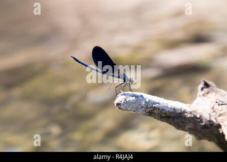Détail Dragon fly Banque D'Images