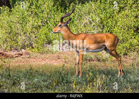 Un troupeau d'impalas Aepyceros melampus, hommes, debout dans la végétation dans le Parc National du Serengeti, Tanzanie Banque D'Images