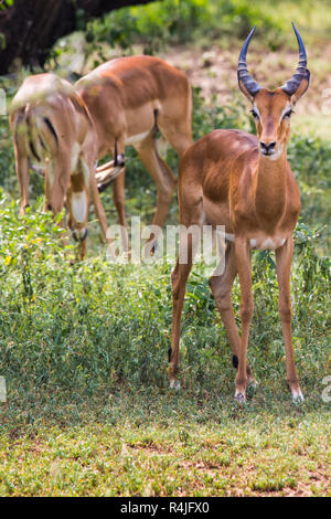 Un troupeau d'impalas Aepyceros melampus, hommes, debout dans la végétation dans le Parc National du Serengeti, Tanzanie Banque D'Images