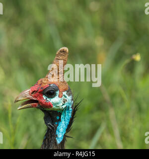 La pintade de Numidie. Des oiseaux sauvages en Afrique. Parc national du lac Manyara, Tanzanie Banque D'Images