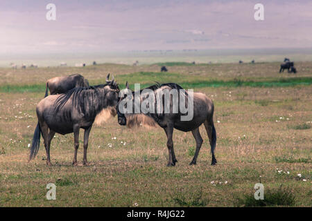 Une mère gnous et veau nouveau-né, le cratère du Ngorongoro, en Tanzanie. Banque D'Images