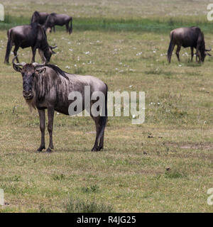 Une mère gnous et veau nouveau-né, le cratère du Ngorongoro, en Tanzanie. Banque D'Images