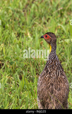 Un thème natal Francolin Francolin à bec rouge ou Natal (Pternistis natalensis) debout dans l'herbe verte court dans le Parc National Kruger en Afrique du Sud. Banque D'Images