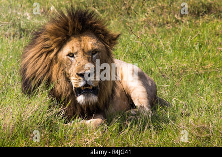 Portrait de Lion dans le Masai Mara, Kenya Banque D'Images