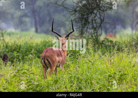 Un portrait d'un beau mâle impala ram.Parc national de Tarangire - Réserve faunique en Tanzanie, Afrique Banque D'Images