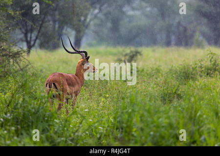 Un portrait d'un beau mâle impala ram.Parc national de Tarangire - Réserve faunique en Tanzanie, Afrique Banque D'Images