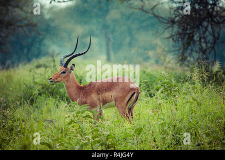 Un portrait d'un beau mâle impala ram.Parc national de Tarangire - Réserve faunique en Tanzanie, Afrique Banque D'Images