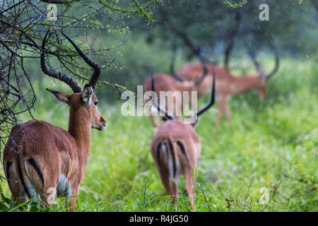 Un portrait d'un beau mâle impala ram.Parc national de Tarangire - Réserve faunique en Tanzanie, Afrique Banque D'Images