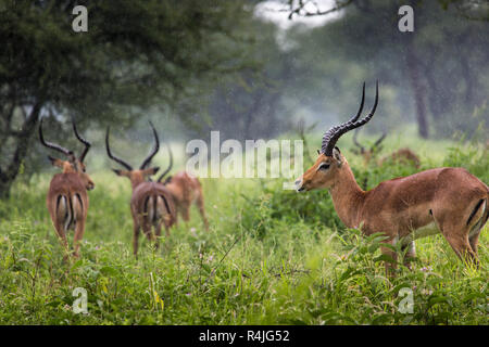 Un portrait d'un beau mâle impala ram.Parc national de Tarangire - Réserve faunique en Tanzanie, Afrique Banque D'Images