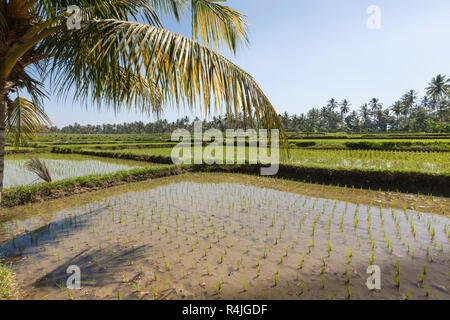 Champs de riz vert sur l'île de Bali, près de Ubud, Indonésie Banque D'Images