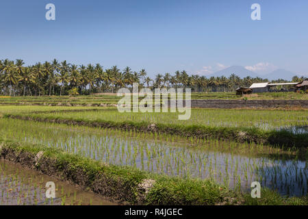 Champs de riz vert sur l'île de Bali, près de Ubud, Indonésie Banque D'Images