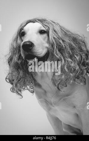 Chien dans une perruque, noir et blanc Banque D'Images