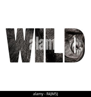Mot WILD Face portrait d'un gorille homme Banque D'Images