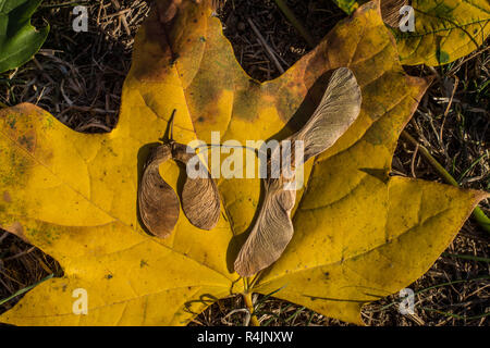 L'akène ailé de Acer platanoides versus Acer pseudoplatanus Banque D'Images