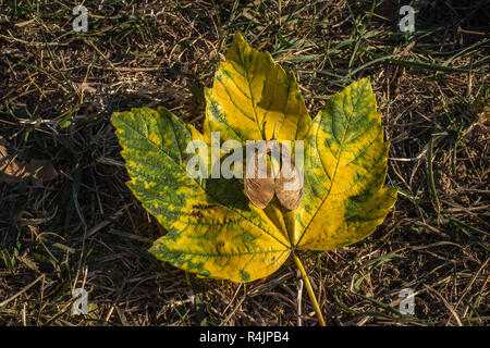 Jaune Vert feuille tombée de l'Acer pseudoplatanus avec fruits / achène Banque D'Images