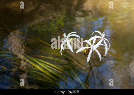 Crinum thaianum rare ou de l'eau lily ou de l'eau l'oignon Banque D'Images