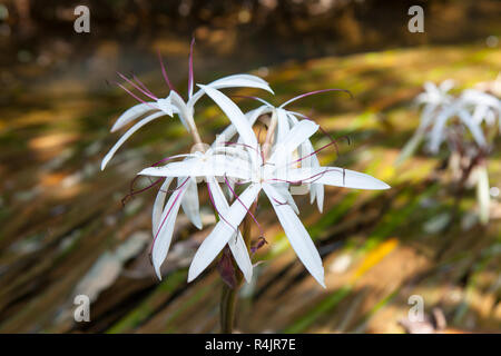 Crinum thaianum rare ou de l'eau lily ou de l'eau l'oignon Banque D'Images