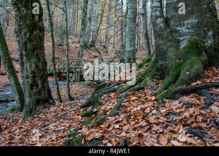 Randonnées d'automne dans une forêt Banque D'Images