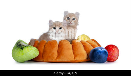 Blanc crème avec deux chats Chatons American Curl assis dans une croûte à tarte faux avec morceaux de fruits. Looking at camera avec les yeux gris / bleu. Isolé sur blanc Banque D'Images