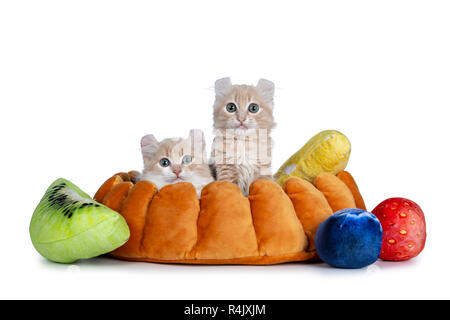 Blanc crème avec deux chats Chatons American Curl assis dans une croûte à tarte faux avec morceaux de fruits. Looking at camera avec les yeux gris / bleu. Isolé sur blanc Banque D'Images