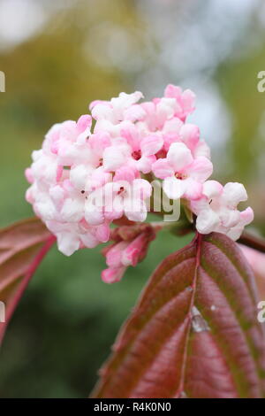 Viburnum x bodnantense 'Dawn' s'épanouir dans un jardin d'hiver, UK Banque D'Images