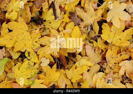 Acer campestre. L'automne les feuilles tombées de l'Acer campestre, ou sur le terrain, de l'érable en automne, UK Banque D'Images