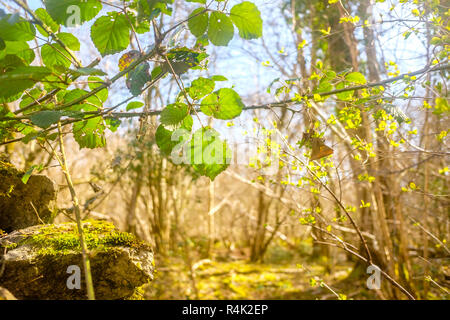 Les feuilles de ronce Rubus fruticosus changeant de couleur Banque D'Images