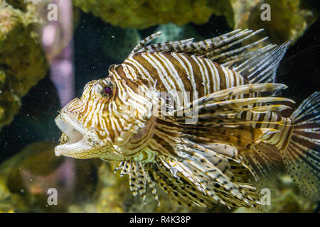 Libre d'un lion poissons nager autour avec la bouche ouverte dans l'aquarium, un poisson tropical de l'océan indo-pacifique Banque D'Images