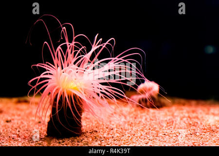 Anémone de mer rose fluo lumineux lumière dans le noir, belle et féerique comme animal de la vie marine tropicale Banque D'Images