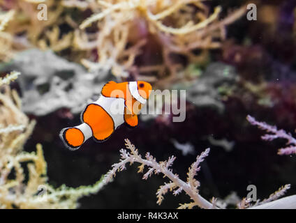 False percula clownfish commun aussi appelé poisson clown clown, dans l'eau. Banque D'Images