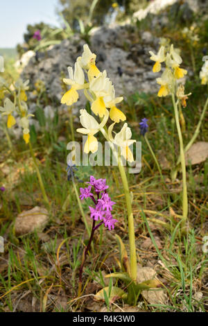 Peu de fleur - Orchidée Orchis pauciflora et Four-spotted Orchid O. quadripunctata Banque D'Images