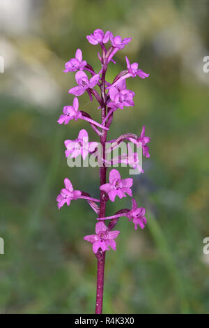 Four-spotted Orchid - Orchis quadripunctata Banque D'Images